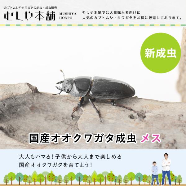 新成虫！国産 オオクワガタ 成虫 メス単品 特大サイズ 50ミリ】オオクワ 昆虫 クワガタ ブリード 生き物 ペット プレゼントに /【Buyee】  Buyee - Japanese Proxy Service | Buy from Japan!