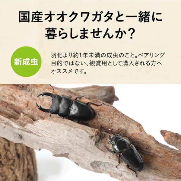 新成虫！国産 オオクワガタ 成虫 メス単品 特大サイズ 50ミリ】オオクワ 昆虫 クワガタ ブリード 生き物 ペット プレゼントに /【Buyee】  Buyee - Japanese Proxy Service | Buy from Japan!