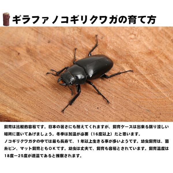 【超特大】野外採集品　ギラファノコギリクワガタ3頭セット　昆虫標本 超特大】野外採集品 ギラファノコギリクワガタ3頭セット 昆虫標本