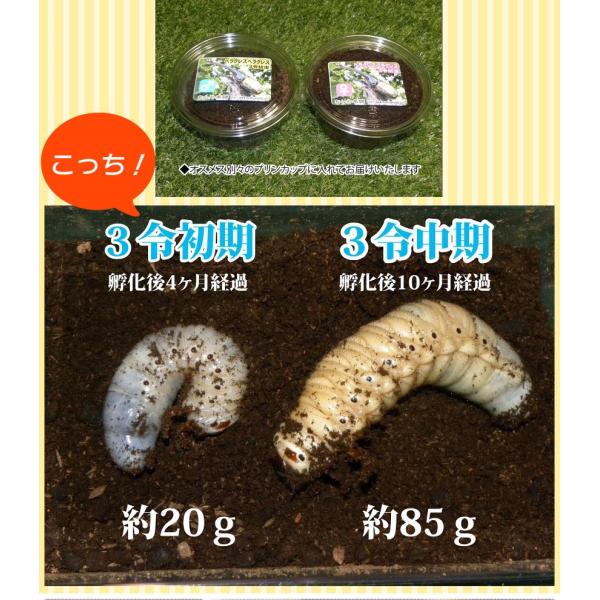 カブトムシが選べる！ヘラクレスオオカブト3令初期幼虫オスメスペア+