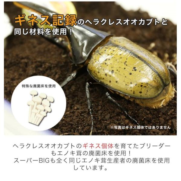 むしや本舗 安くっ ヘラクレスオオカブト3令初期幼虫オスメスペア+昆虫マット20L+