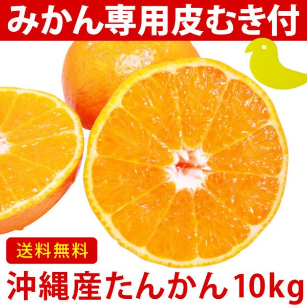 タンカン　10ｋｇ　沖縄産 沖縄 たんかん＼タンカン専用皮むき付／沖縄産 タンカン 10kg