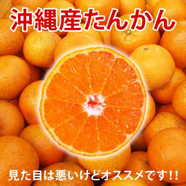 沖縄 たんかん＼タンカン専用皮むき付／沖縄産 タンカン 10kg