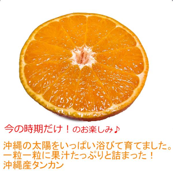 沖縄 たんかん＼タンカン専用皮むき付／沖縄産 タンカン 10kg