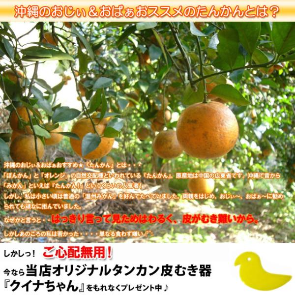 沖縄 たんかん＼タンカン専用皮むき付／沖縄産 タンカン 10kg