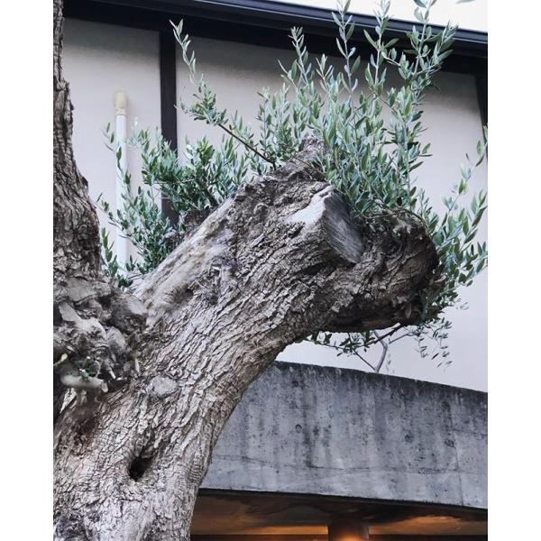 オリーブの木　ブラックイタリアン　12号　約120cm　NO.1829 古木 オリーブの木 ブラックイタリアン 12号 約120cm NO.1829 古木