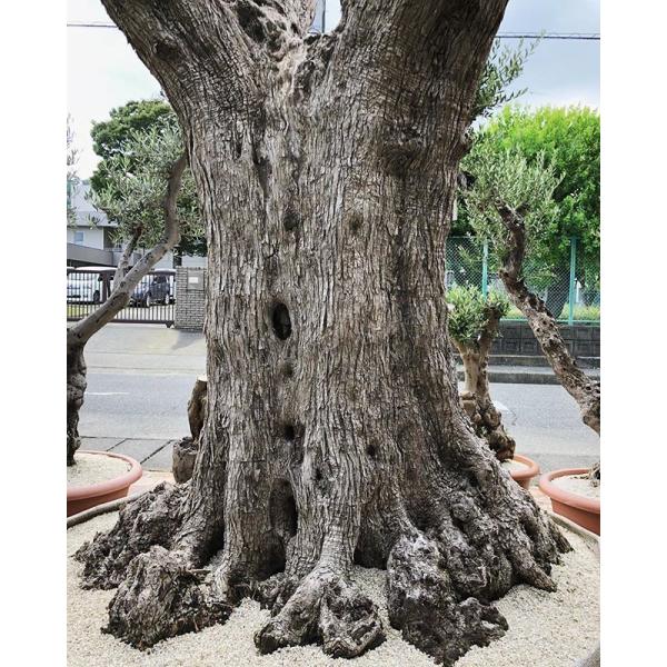 Import Old Olive no.180412-1 <Picual>オリーブ古木/【Buyee】