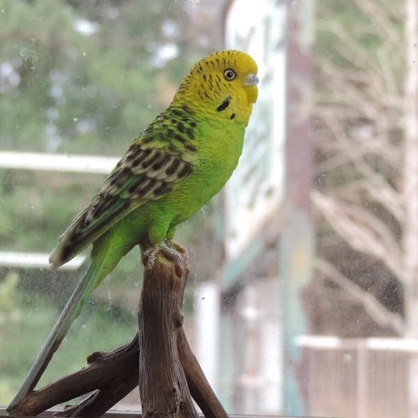 セキセイインコ（小）黄緑 ギフトに ラッピング無料 ガーデン