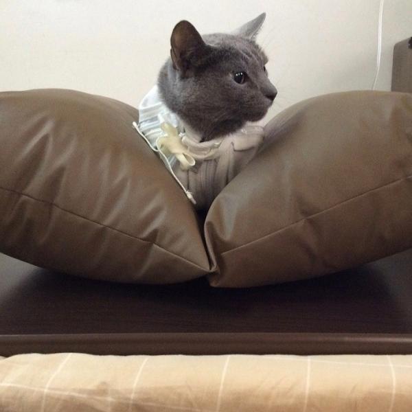 猫袋屋 点滴保定ベッド 日本製 猫 保定 点滴 ベッド 両手で針に集中できる 猫ベッド 腎不全