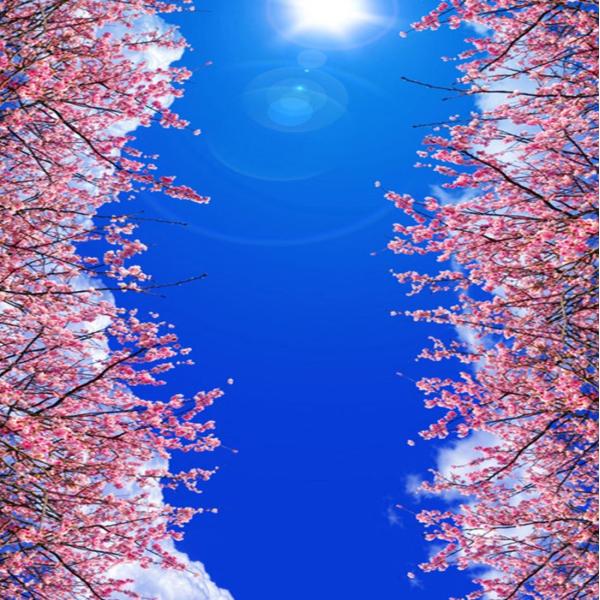 3D 壁紙 1ピース 1m2 天井 桜 空 景色 防カビ 耐水 おしゃれ
