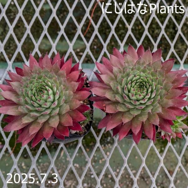 センペルビウム グローイングアンバーズ ② センペルビブム