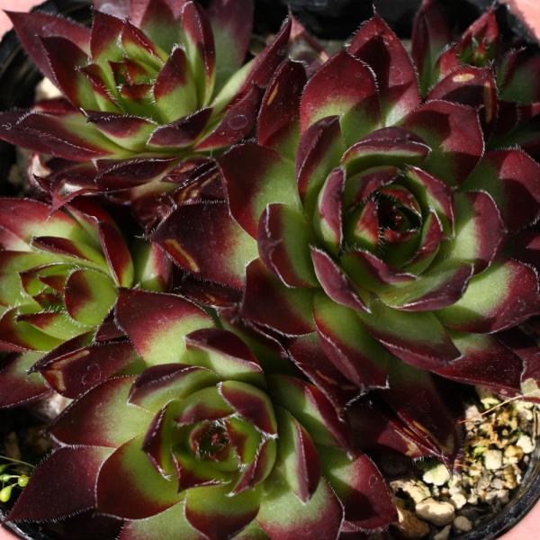 センペルビブム 'グローイングアンバーズ' /【Buyee】