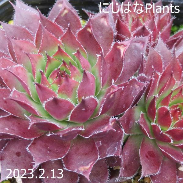 センペルビブム 'グローイングアンバーズ' /【Buyee】