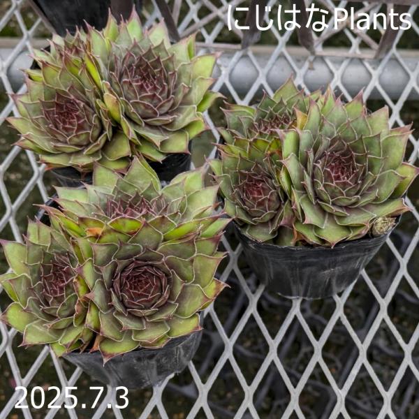 センペルビウム 錦翠花 キンスイカ 楽天市場】錦翠花（キンスイカ