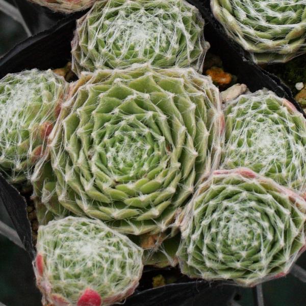 センペルビブム'バロネッセ' /【Buyee】