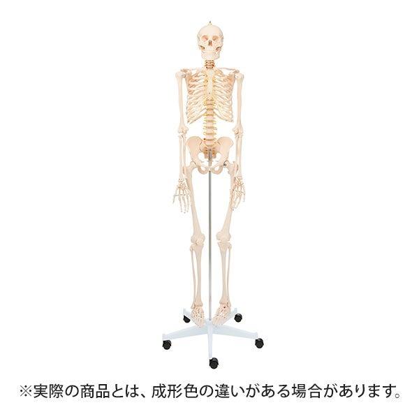 人体模型骨格模型7ウェルネ全身骨格模型等身大間接模型骨格標本骨模型 