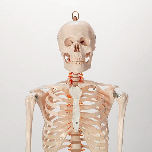 等身大 人体模型 170cm 神経根有り 全身骨格模型 骨格標本 1743 - その他