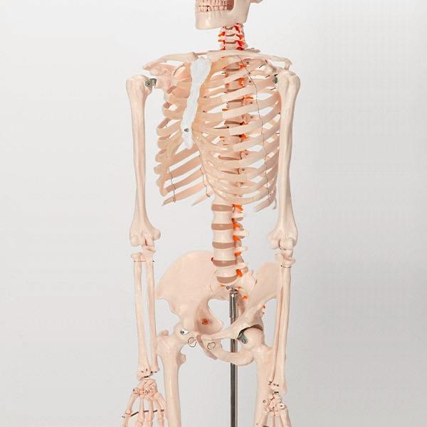 残りわずか】 人体模型 骸骨 骨格標本 等身大 オブジェ - おもちゃ