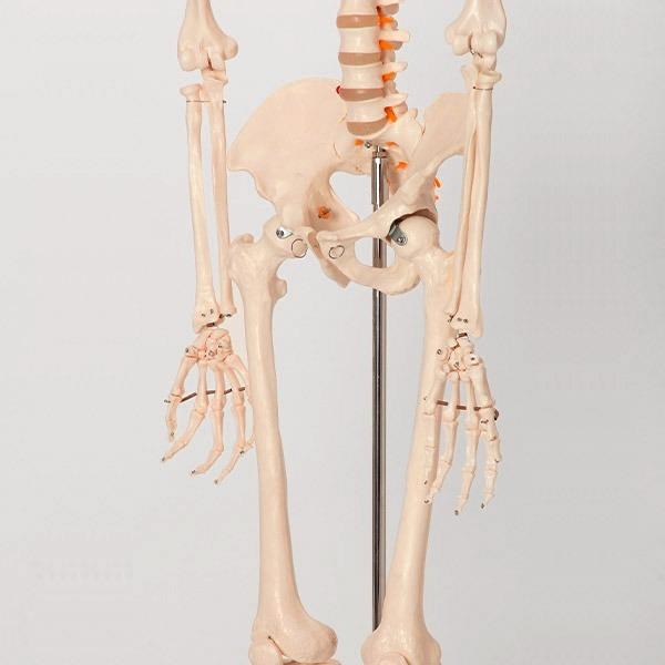 人体模型骨格模型等身大間接模型骨格標本骨模型骸骨模型人骨模型骨格