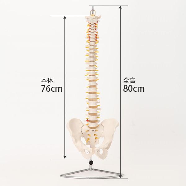 骨模型 人体模型 骸骨標本 - 京都府の家具