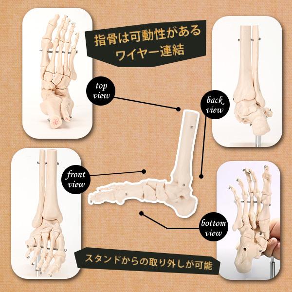 可動性のある足骨構造をリアルに再現】台座付きの足骨模型 足首