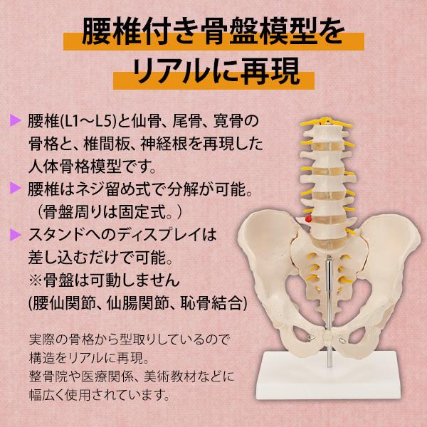 人体模型 骨格模型 7ウェルネ 骨盤 腰椎 模型 実物大 間接模型 骨格標本 骨模型 骸骨模型 人骨模型 骨格 人体 モデル ヒューマンスカル 骸骨  /【Buyee】 Buyee - Japanese Proxy Service | Buy from Japan!