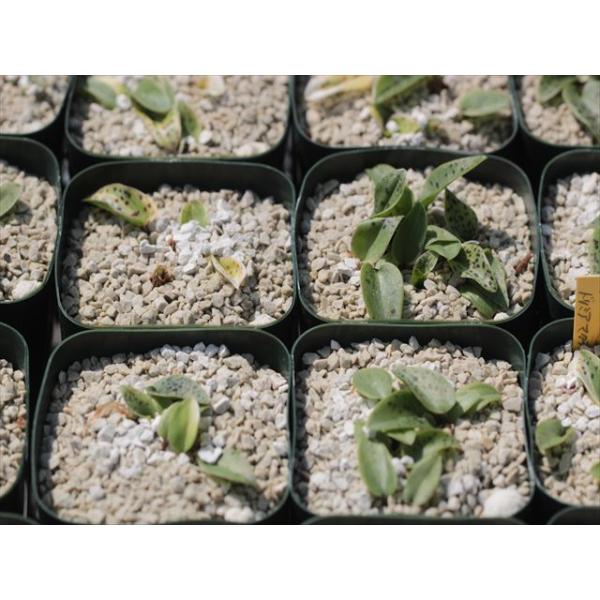 Drimiopsis maculata variegated/ドリミオプシス・マクラータ錦 /【Buyee】