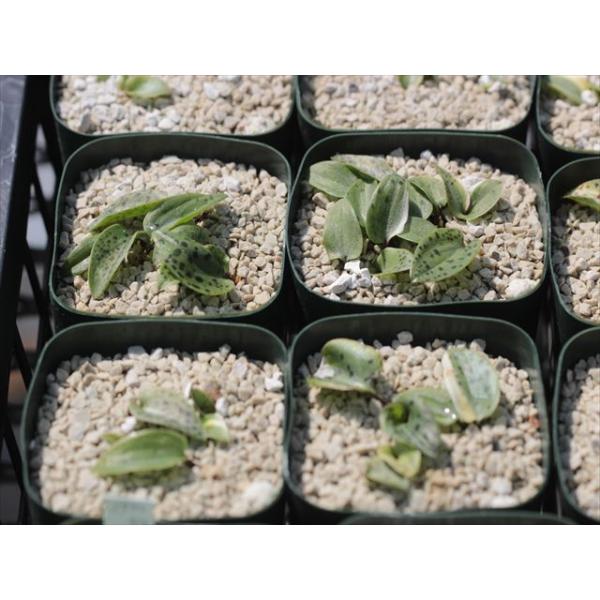 Drimiopsis maculata variegated/ドリミオプシス・マクラータ錦 /【Buyee】