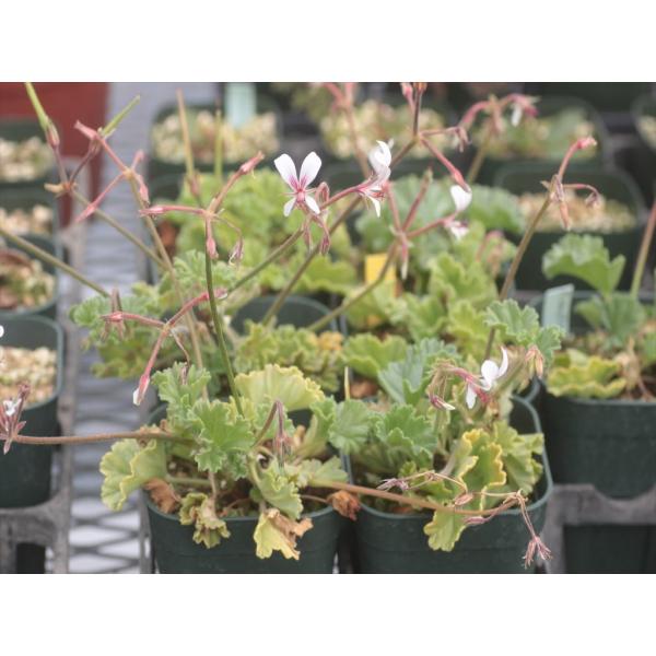 Pelargonium mollicomum/ペラルゴニウム・モリコムム /【Buyee】 Buyee - Japanese Proxy  Service | Buy from Japan!