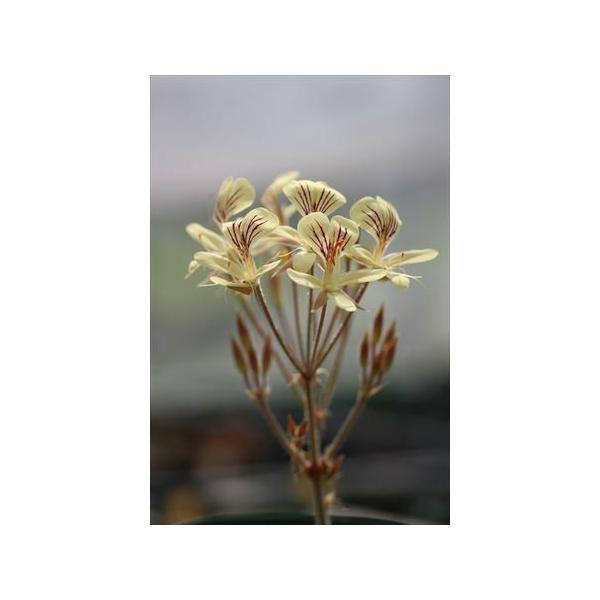 Pelargonium oblongatum/ペラルゴニウム・オブロンガツム /【Buyee】 Buyee - Japanese Proxy  Service | Buy from Japan!