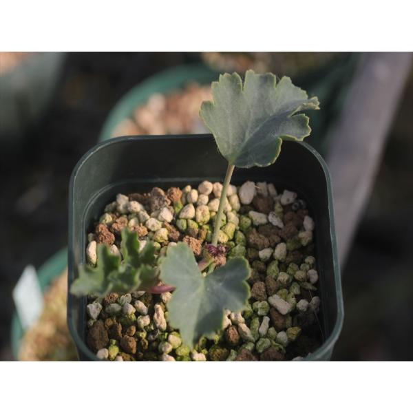 Pelargonium pulverulentum Oribi Flats/ペラルゴニウム・プル