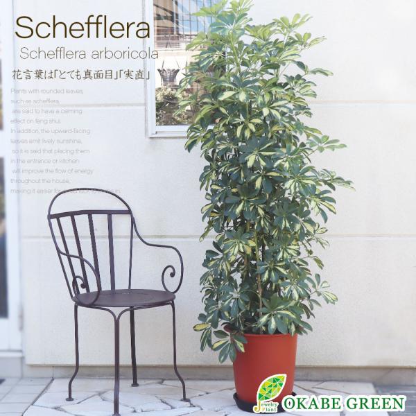 【B級品/大型観葉植物】丸い葉っぱが可愛い♡シェフレラカポックホンコン 10号鉢 B級品/大型観葉植物】丸い葉っぱが可愛い♡シェフレラカポック