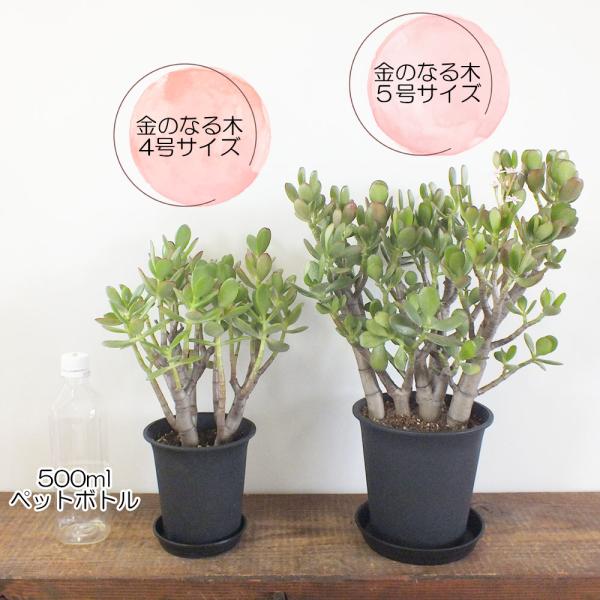 観葉植物 種類 金のなる木 4号 黒プラスチック鉢 鉢皿付 成金草 桜花月 多肉植物 おしゃれ お祝い プレゼント 贈り物 インテリア 人気 送料無料  [黒3] /【Buyee】