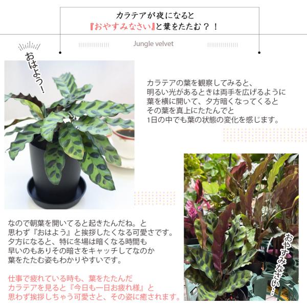 観葉植物 おしゃれ 大型 種類 室内 カラテア オルビフォリア 7号 白プラスチック鉢 受皿付 お祝い 敬老 プレゼント 贈り物 インテリア 人気  送料無料 白6 /【Buyee】