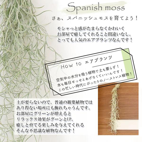 観葉植物 おしゃれ ウスネオイデス スパニッシュモス S 細葉 太