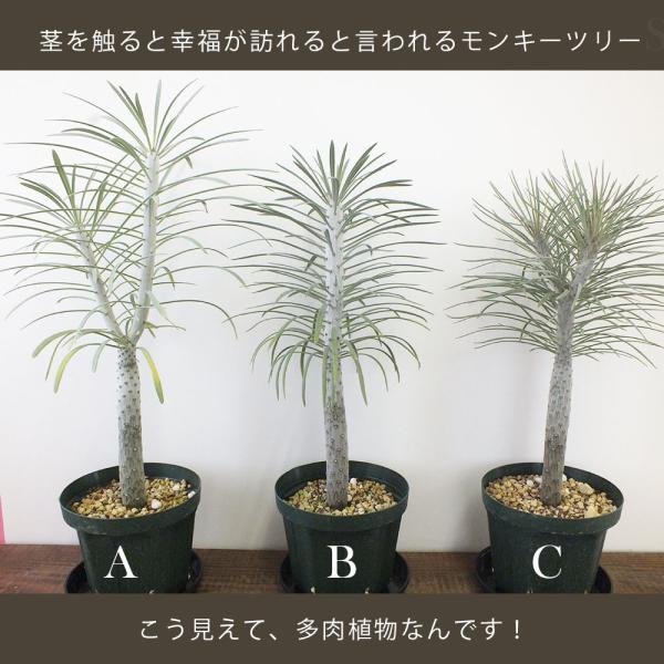 観葉植物 セネシオ クレイニア モンキーツリー 5号 緑プラ鉢 一本立 多肉植物 現品 おしゃれ お祝い プレゼント ギフト 風水 種類一覧 お中元  /【Buyee】