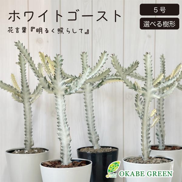 【観葉植物】ホワイトゴースト　受皿付 観葉植物】ホワイトゴースト 受皿付