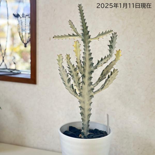 観葉植物 おしゃれ ユーフォルビア ホワイトゴースト 6号 白
