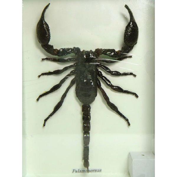 返品可サソリ標本さそり蠍Palamnaersus Scorpion 送料520円~ /【Buyee】