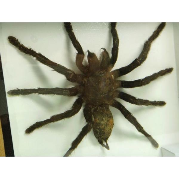 返品可 タランチュラ 標本 Eurypeima spinicrus 箱入り全国送料無料