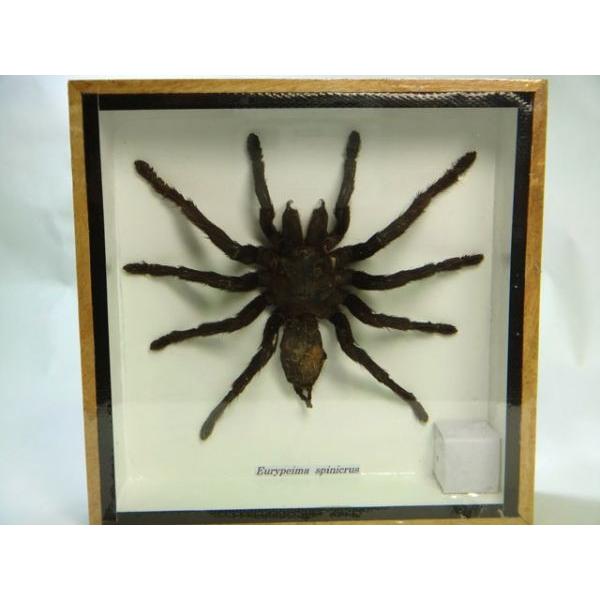 返品可 タランチュラ 標本 Eurypeima spinicrus 箱入り全国送料無料