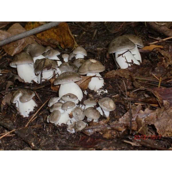 きのこ。ページ 天然キノコの最高峰！！！！！！！！大黒本しめじ約740g