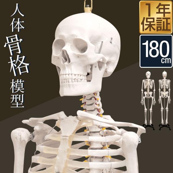 骨格標本 骨格模型 人体 - トレーニング用品