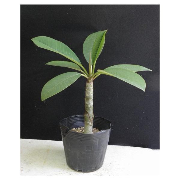 プルメリア実生苗(接木用) プルメリア実生苗(接木用)