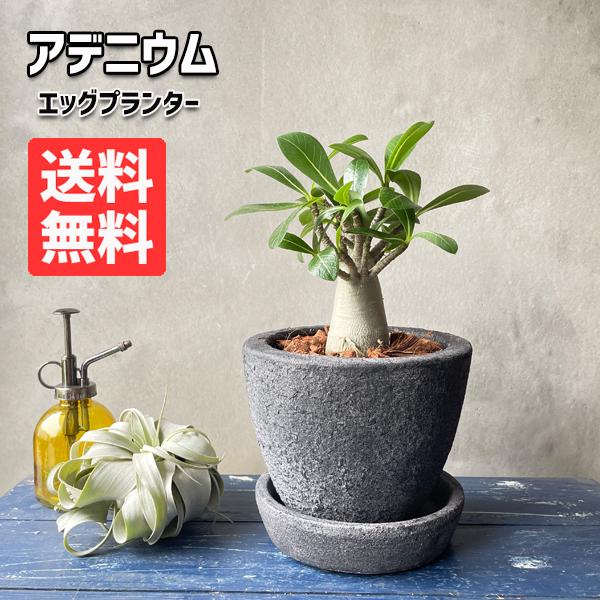 アデニウム アラビカム コーデックス eggpot植え ボリューム品 塊根