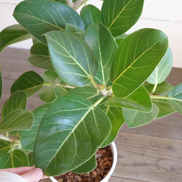 フィカス ベンガレンシス ベンガルゴムの木 観葉植物 ホワイト フィカス ベンガレンシス ベンガルゴムの木 観葉植物 ホワイト