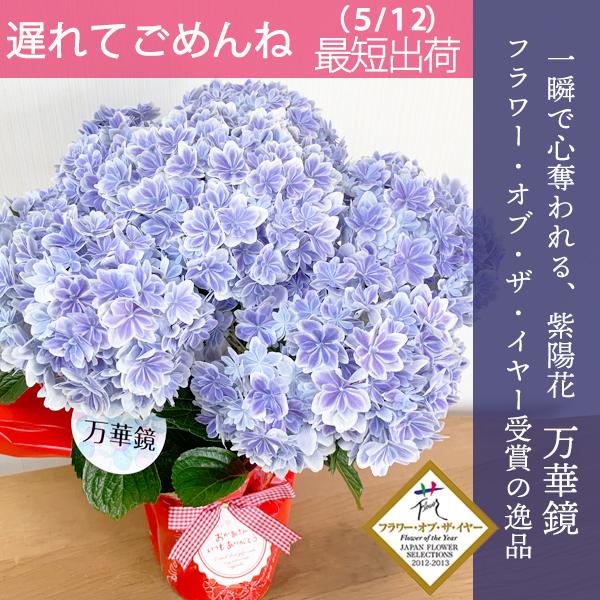 紫陽花　美品 遅れてごめんね 5月12日出荷 紫陽花 万華鏡 品質重視 高品質