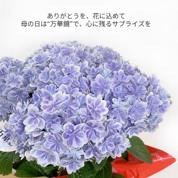 遅れてごめんね 5月12日出荷 紫陽花 万華鏡 品質重視 高品質