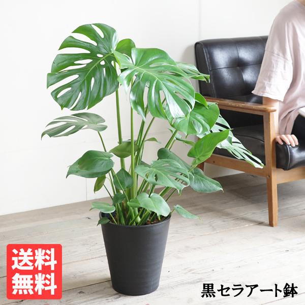 モンステラ 観葉植物 ブラックセラアート鉢 送料無料 中型 8号