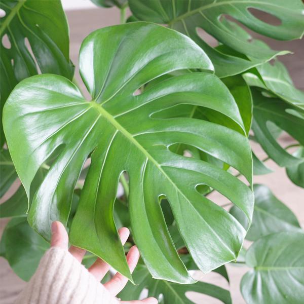 観葉植物　モンステラ 観葉植物 モンステラ6号鉢 人気 ランキング : 観葉植物の生産